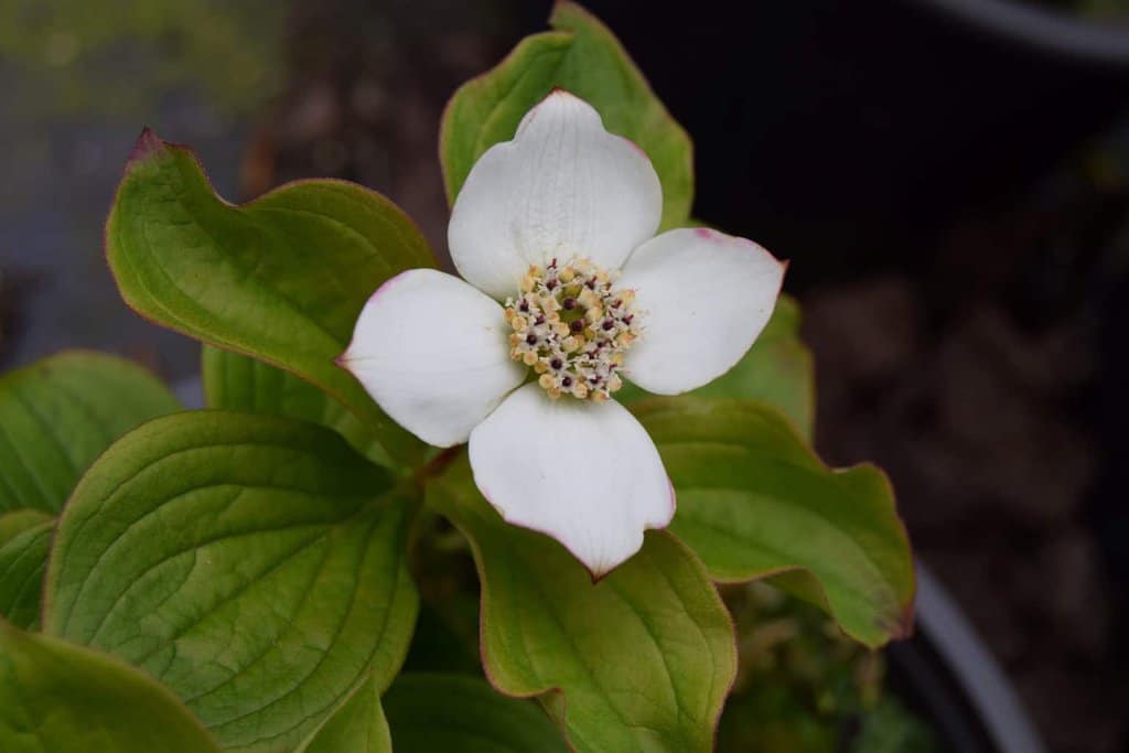 Cornus canadensis  ---